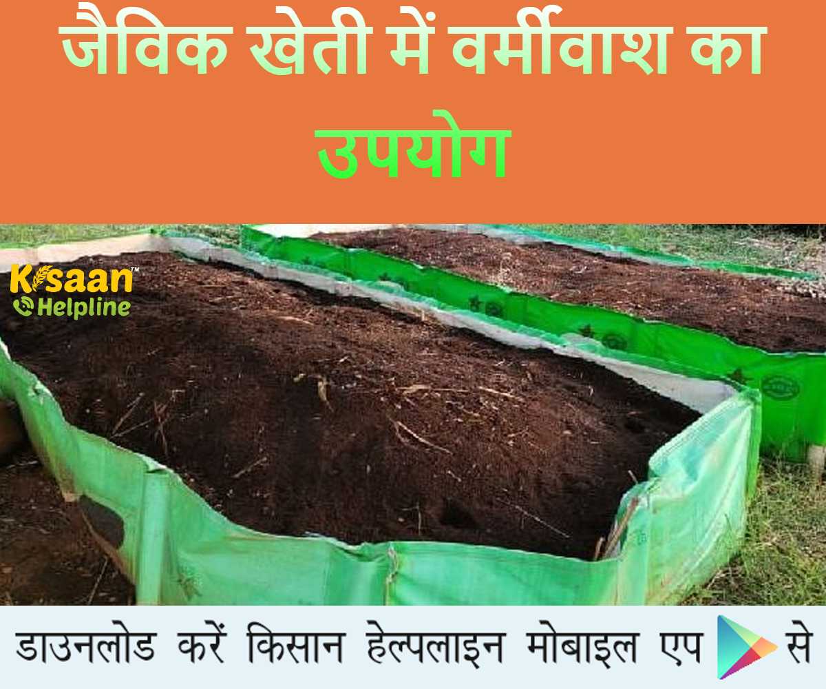 जैविक खेती में वर्मीवाश का उपयोग, जानिए वर्मीवाश बनाने की प्रक्रिया, उपयोग और प्रयोग के बारे में